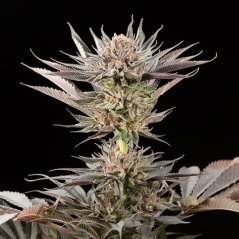 Silent Seeds Exotic Cannabis Seeds Lemon Tree 2.0 By Lemon Tree Feminized