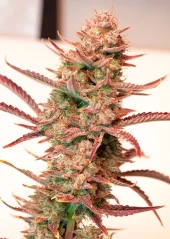 Dutch Passion Cannabis Seeds Auto Banana Blaze® Autoflowering