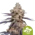 Royal Queen Seeds Cannabis Seeds Mexican Rush Auto