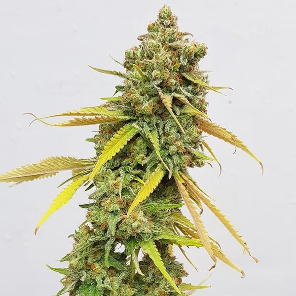 Royal Queen Seeds Cannabis Seeds Special Queen #1 Feminized