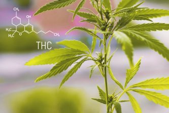 Rastlina konoplje z označeno kemijsko strukturo THC