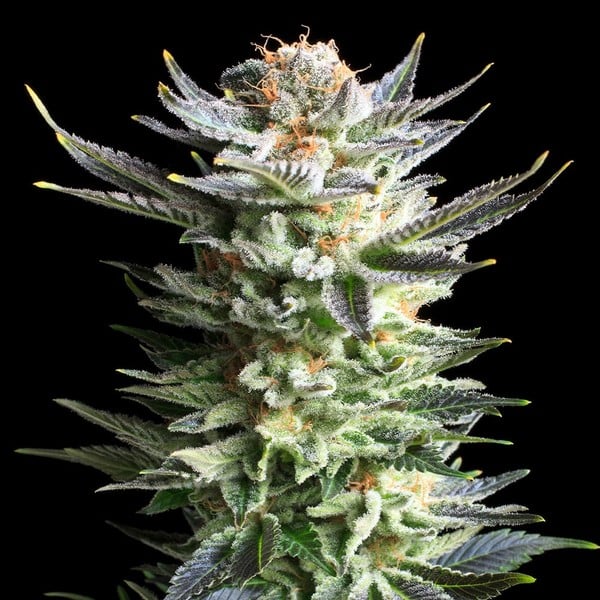 Royal Queen Seeds Cannabis Seeds Fruit Spirit Feminized