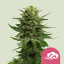 Royal Queen Seeds Cannabis Seeds Blue Mystic Feminized
