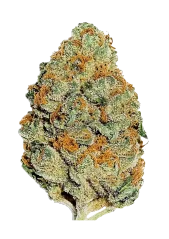 Fast Buds Θηλυκοποιημένοι σπόροι κάνναβης με λεμόνι και μανταρίνι