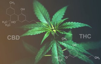 CBD versus THC