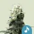 Royal Queen Seeds Cannabis Seeds Dance World Feminized (High CBD)