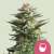 Royal Queen Seeds Żrieragħ tal-Kannabis Amnesia Haze Femminizzati