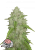 Fast Buds Żrieragħ tal-Kannabis Amnesia Haze Auto