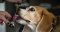 Which dosage of CBD to choose for your pet dog