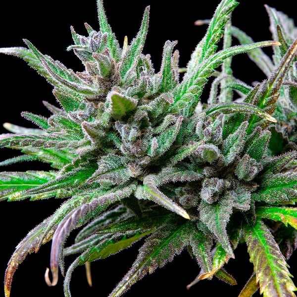 Royal Queen Seeds Cannabis Seeds Northern Light Feminized