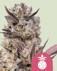 Royal Queen Seeds Cannabis Seeds Tropicana Cookies Purple Feminized