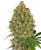 Sensi Seeds Cannabis Seeds AK-420 Feminized by White Label, 3-10 pcs