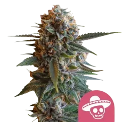 Royal Queen Seeds კანაფის თესლი Mexican Rush ფემინიზებული