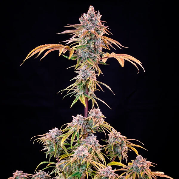 Royal Queen Seeds Cannabis Seeds Royal Cheese - Fast Feminized