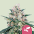 Royal Queen Seeds Cannabisfrø Honningcreme - Hurtigt feminiseret
