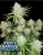 Fast Buds Цаннабис Сеедс Фростбангер Ауто