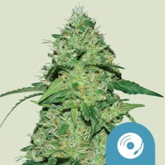 Royal Queen Seeds Kanapių sėklos Joanne CBD feminizuotas (didelis CBD)