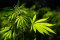 Comparison of HHC and THC: what they have in common and how they differ