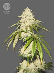The Bulldog Seeds Joris Pound Cake Feminized, 3 and 5 pcs
