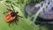 Lyme disease is a tough nut to crack. What about CBD?