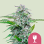 Royal Queen Seeds Cannabis Seeds Critical Feminized