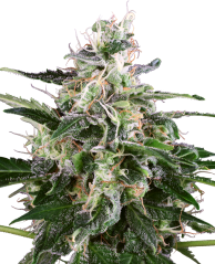 Sensi Seeds Cannabis Seeds White Skunk Automatic Feminized by White Label, 3-10 pcs