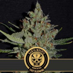 Blimburn Seeds Cannabisfrø Santa Muerte hurtigt blomstrende feminiseret