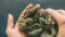 The complete guide to CBD hemp flowers