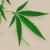THP420