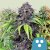 Royal Queen Seeds Cannabis Seeds CBD Mix
