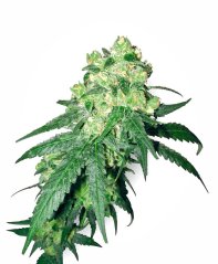 Sensi Seeds Cannabis Seeds White Rhino Regular by White Label, 10 pcs