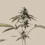 10-OHCD
