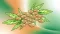 Illustrated cannabis seeds with cannabis leaves