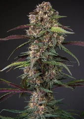 Dutch Passion Cannabis Seeds Auto Blackberry Kush® Autoflowering