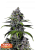 Fast Buds Cannabis Frø Purple Lemonade FF
