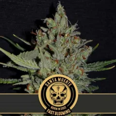 Blimburn Seeds Sementes de Cannabis Santa Muerte Feminizada de Floração Rápida