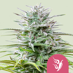 Royal Queen Seeds Cannabis Seeds Speedy Chile - Fast Feminized