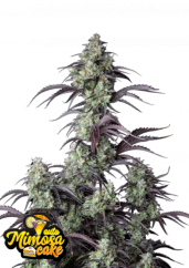 Fast Buds Cannabis Seeds Mimosa Cake Auto
