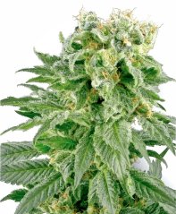 Sensi Seeds Cannabis Seeds Double Gum Regular της White Label, 10 τμχ