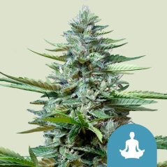 Royal Queen Seeds Cannabis Frø Stress Killer Auto (Høj CBD)