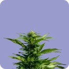 CBG Flowers