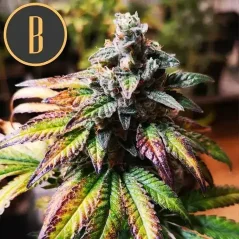 Blimburn Seeds Cannabis Seeds Gorilla G4 Auto