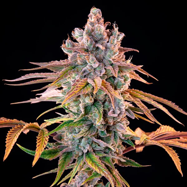 Royal Queen Seeds Cannabis Seeds Royal Cheese - Fast Feminized