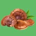 Cogumelos