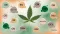 Cannabis leaf and around it colorful bubbles with the names of cannabinoids – CBD, THC, CBN, CBG, CBC, CBL, THCV, CBDV, CBV, CBGM, CBGV, Delta-9-THC and Delta-8-THC