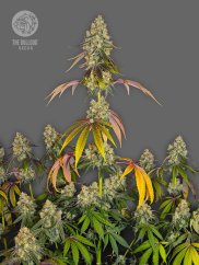 The Bulldog Seeds The Bulldog Cookies Feminized, 3 and 5 pcs