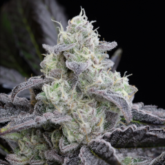 Silent Seeds Exotic Cannabis Seeds L.A. Vanilla Cake Feminized