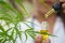 5 proofs that CBD guarantees perfect and above all healthy skin