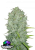 Fast Buds Hanfsamen Northern Lights Auto