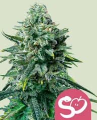 Royal Queen Seeds Семена от канабис Забранен плод Феминизирани